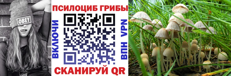hydra tor  Грязовец  Галлюциногенные грибы Psilocybine cubensis 
